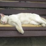 The Face Plant: Deep Trust and Exhaustion