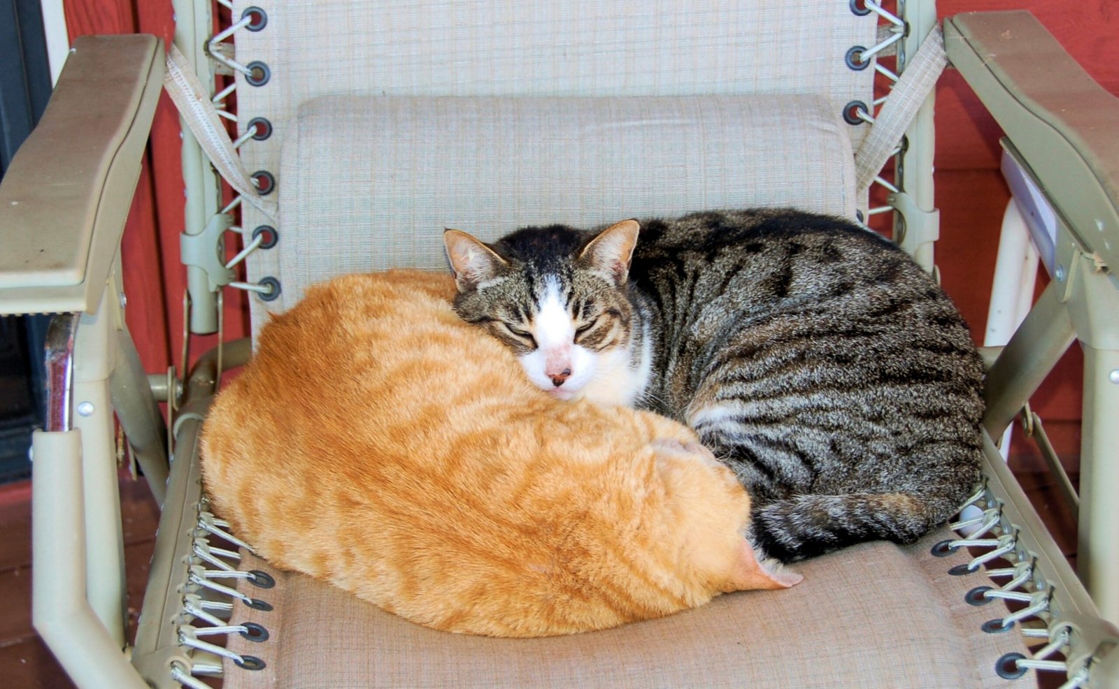 The Contorted Cuddle: Twisted but Trusting (image credits: wikimedia)