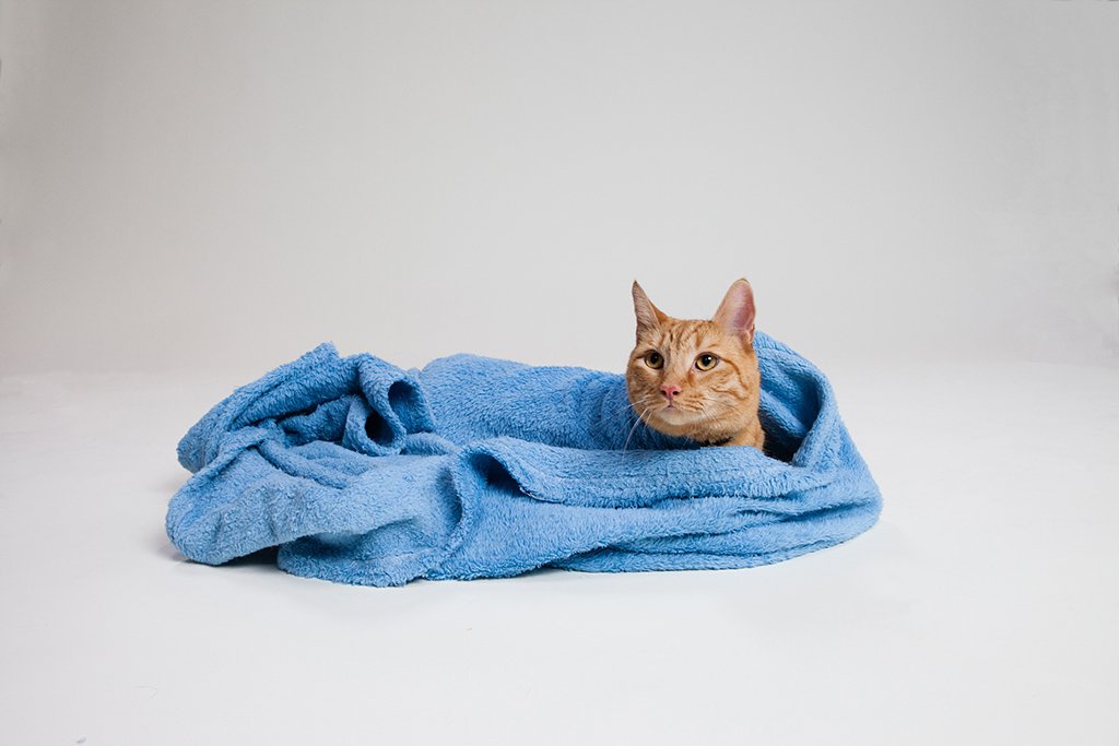 The Blanket Burrower: Seeking Comfort and Safety (image credits: wikimedia)