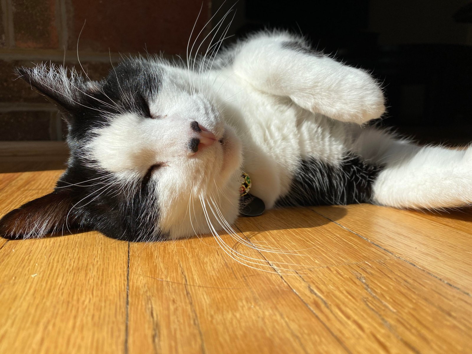The Sunbeam Snoozer: Trusting the World (image credits: wikimedia)