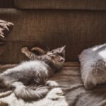 How to Create a Home That Supports Emotional Safety for Cats
