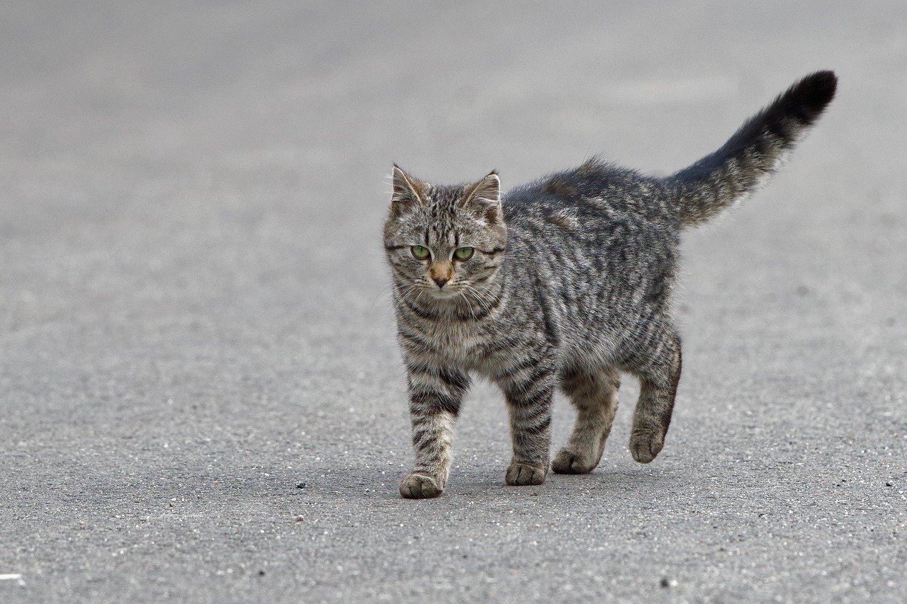 The Desire for Alone Time: Cats Value Their Independence (image credits: pixabay)