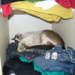 Territorial Claims: Marking the Closet as Their Own