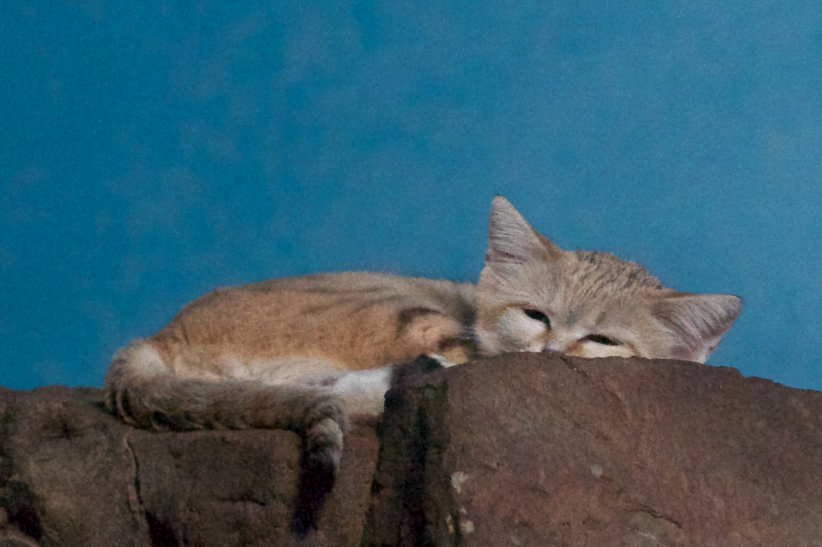 Sleep Disturbances and Restlessness (image credits: wikimedia)