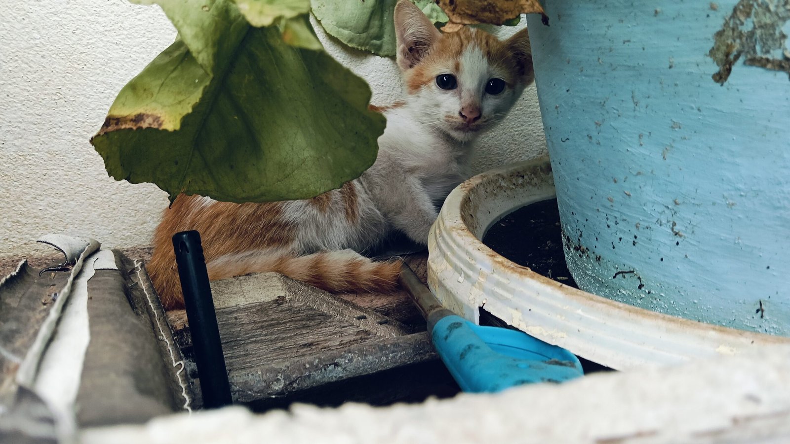 Withdrawal and Hiding Behaviors (image credits: wikimedia)