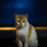 Minimizing Environmental Stressors