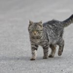 How to Be a Gentle Anchor for a High-Anxiety Cat