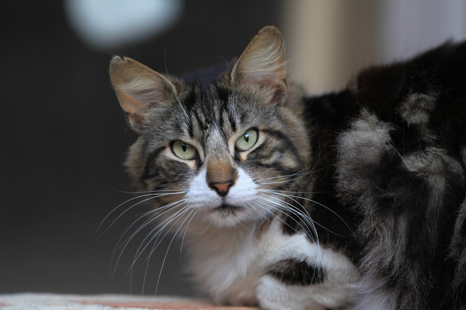 Reading Cat Body Language in Calm Settings (image credits: wikimedia)