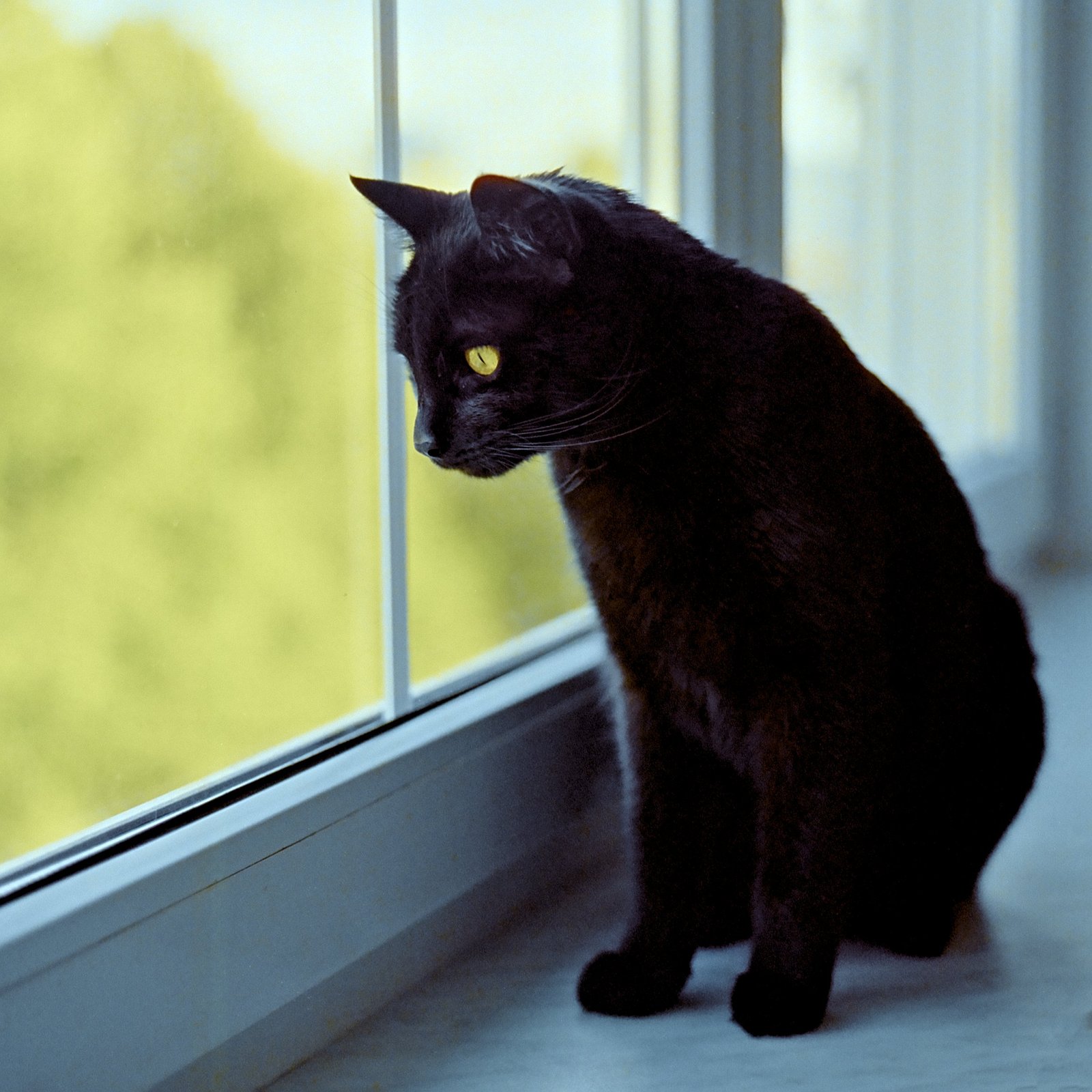 Adapting to Household Changes (image credits: wikimedia)