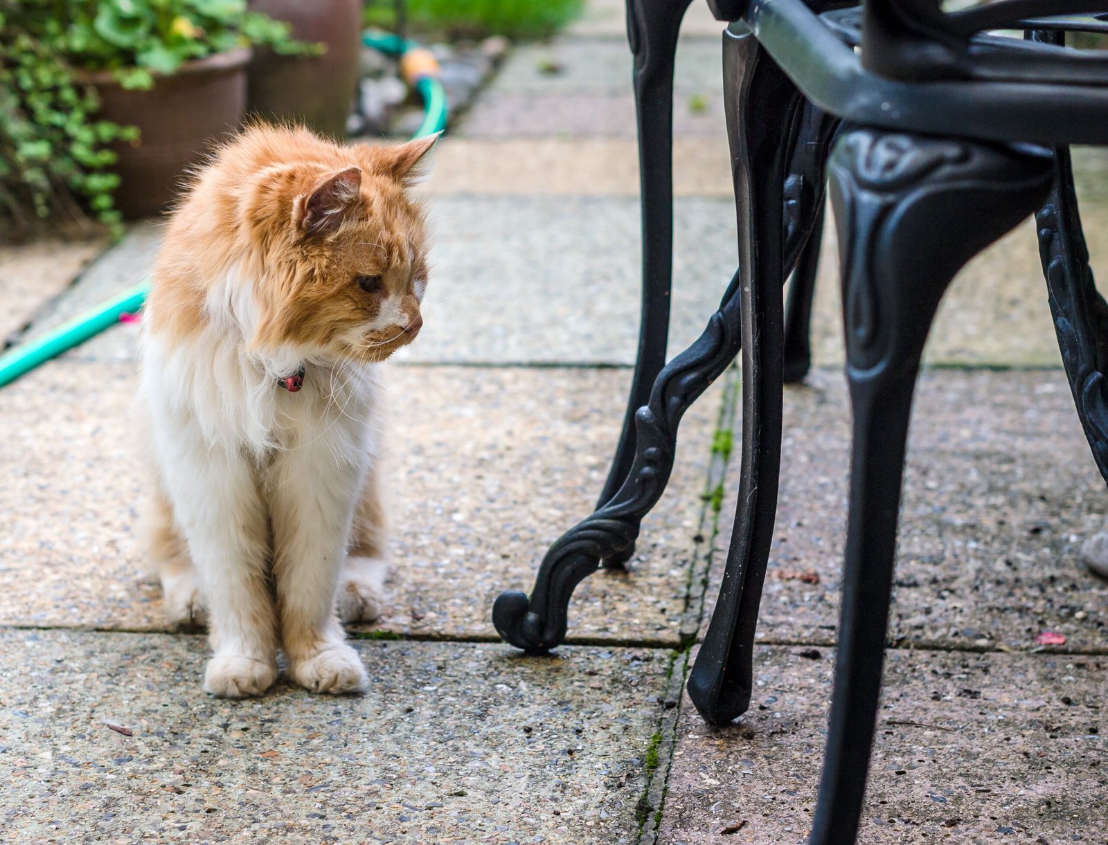Older Cats and Mobility (image credits: wikimedia)