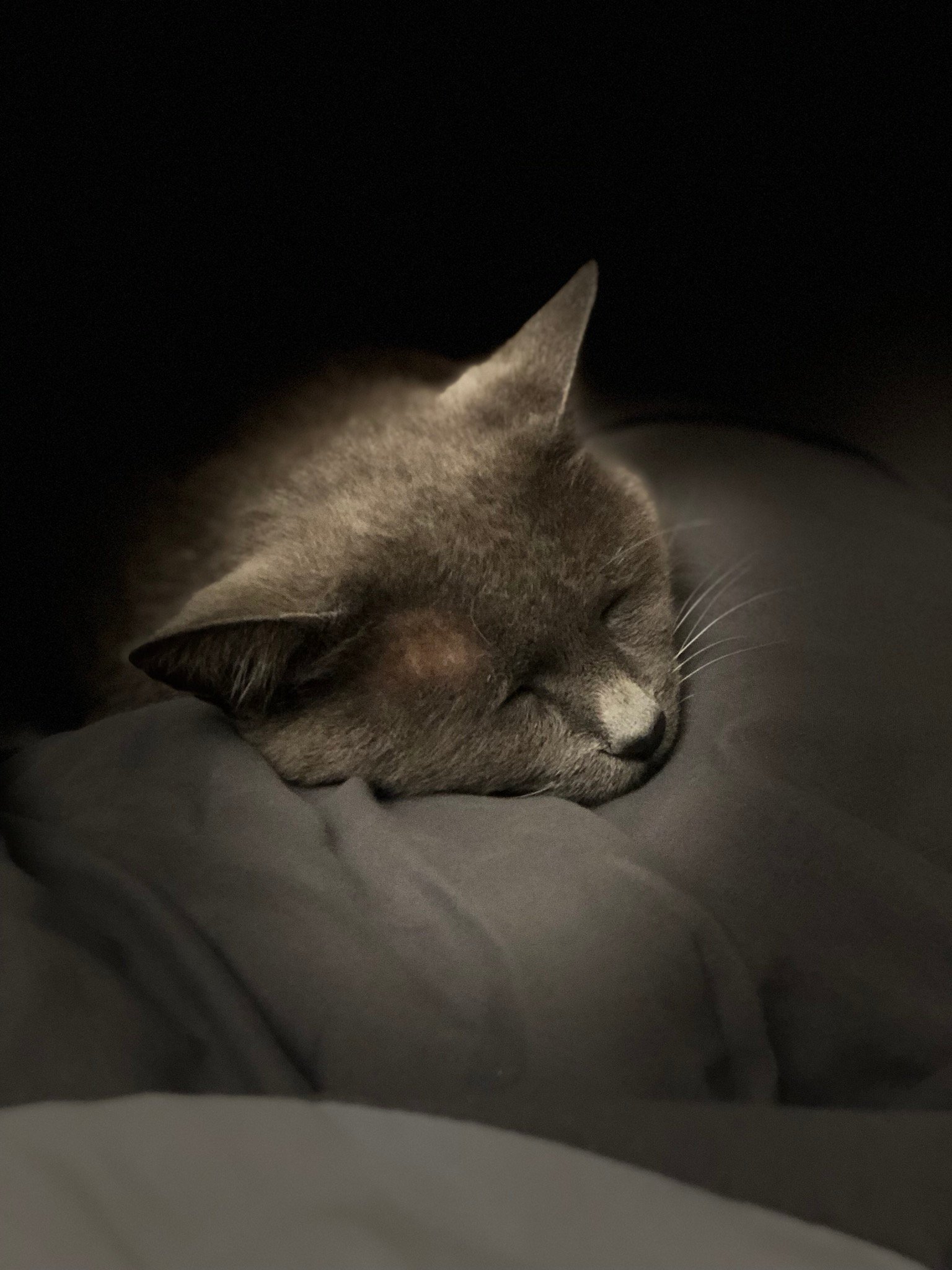 Sleeping Near Your Head: The Ultimate Compliment (image credits: wikimedia)