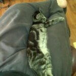 10 Things That Say “I Love You” in Feline Body Language