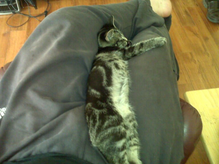 10 Things That Say “I Love You” in Feline Body Language