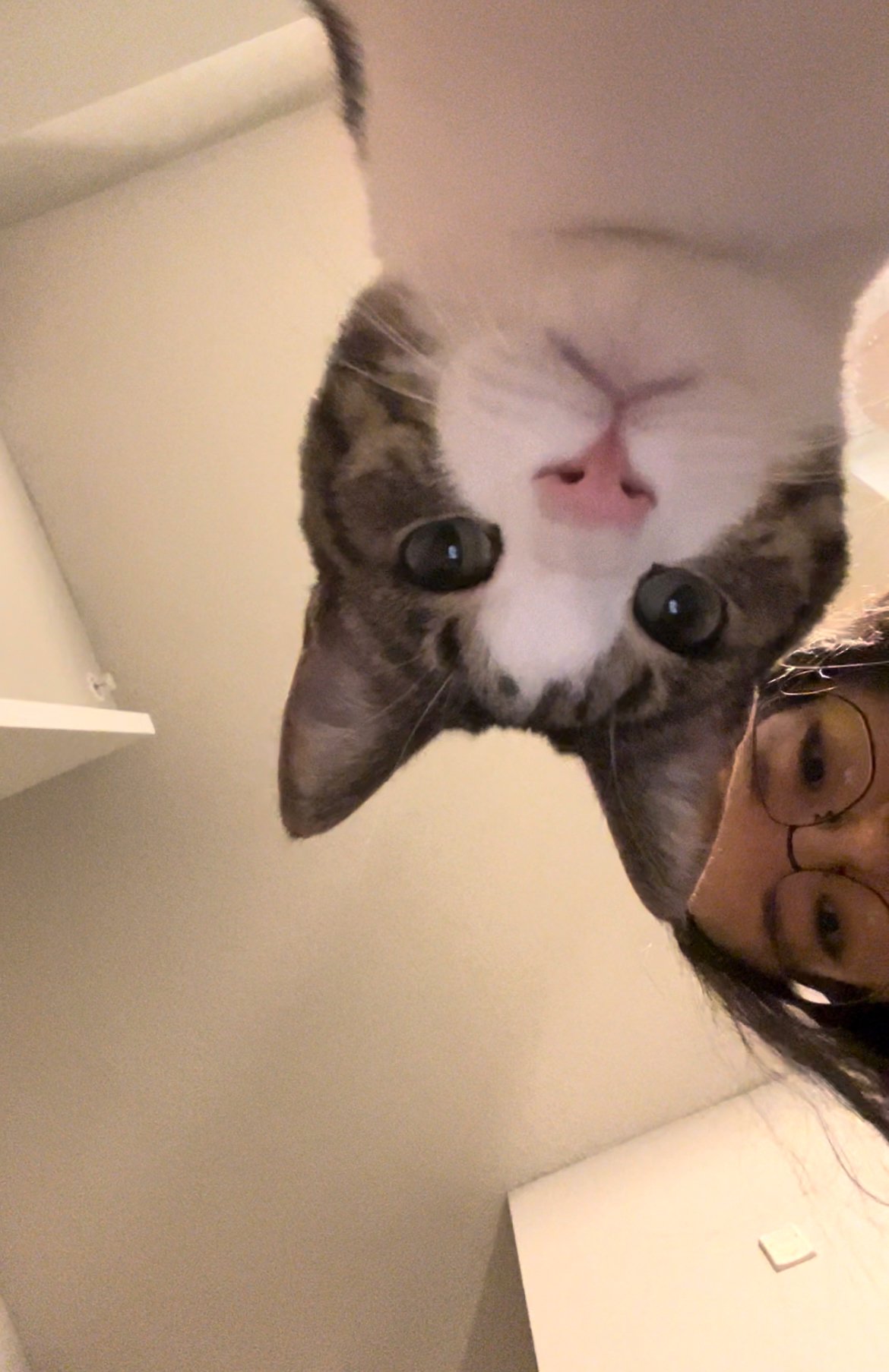 What It Means When Cats Follow You at a Distance