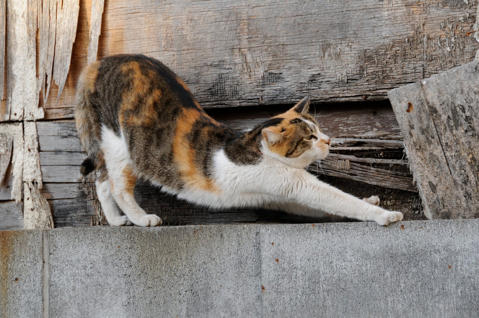 Stretching Out Fully (image credits: wikimedia)
