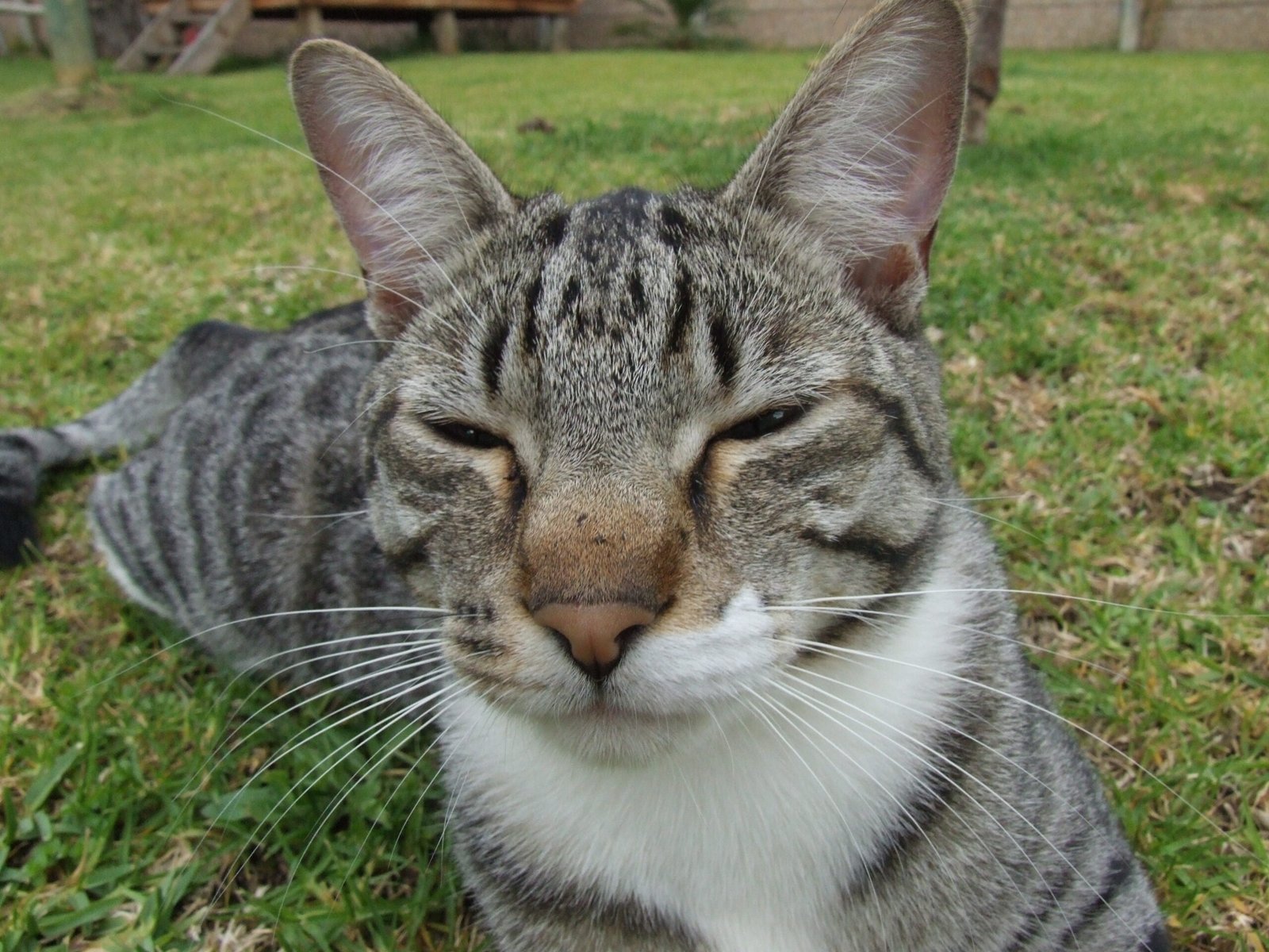 Minimal Startle Response (image credits: wikimedia)