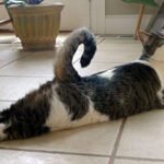 How to Tell If Your Cat Is Comforted by Your Presence Alone