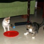 Could This Daily Habit Be the Key to Bonding With Your Cat?