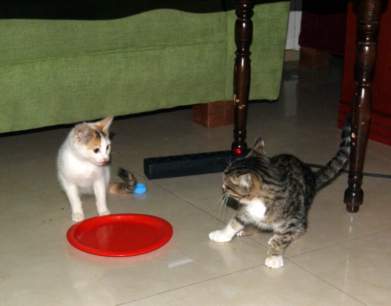 Could This Daily Habit Be the Key to Bonding With Your Cat?