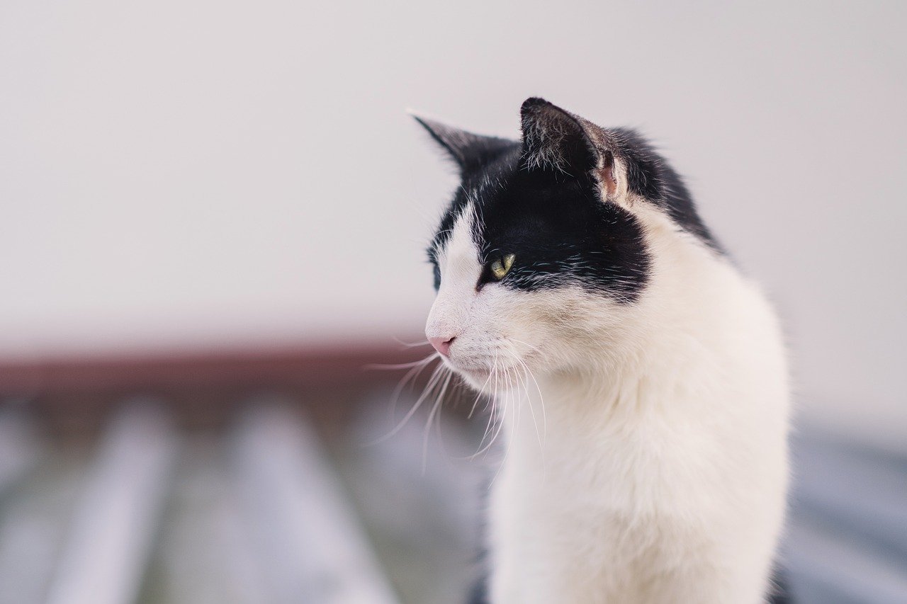 When They Recognize Changes in Your Routine (image credits: pixabay)