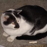 10 Times Cats Proved They’re the Most Emotionally Attuned Pets