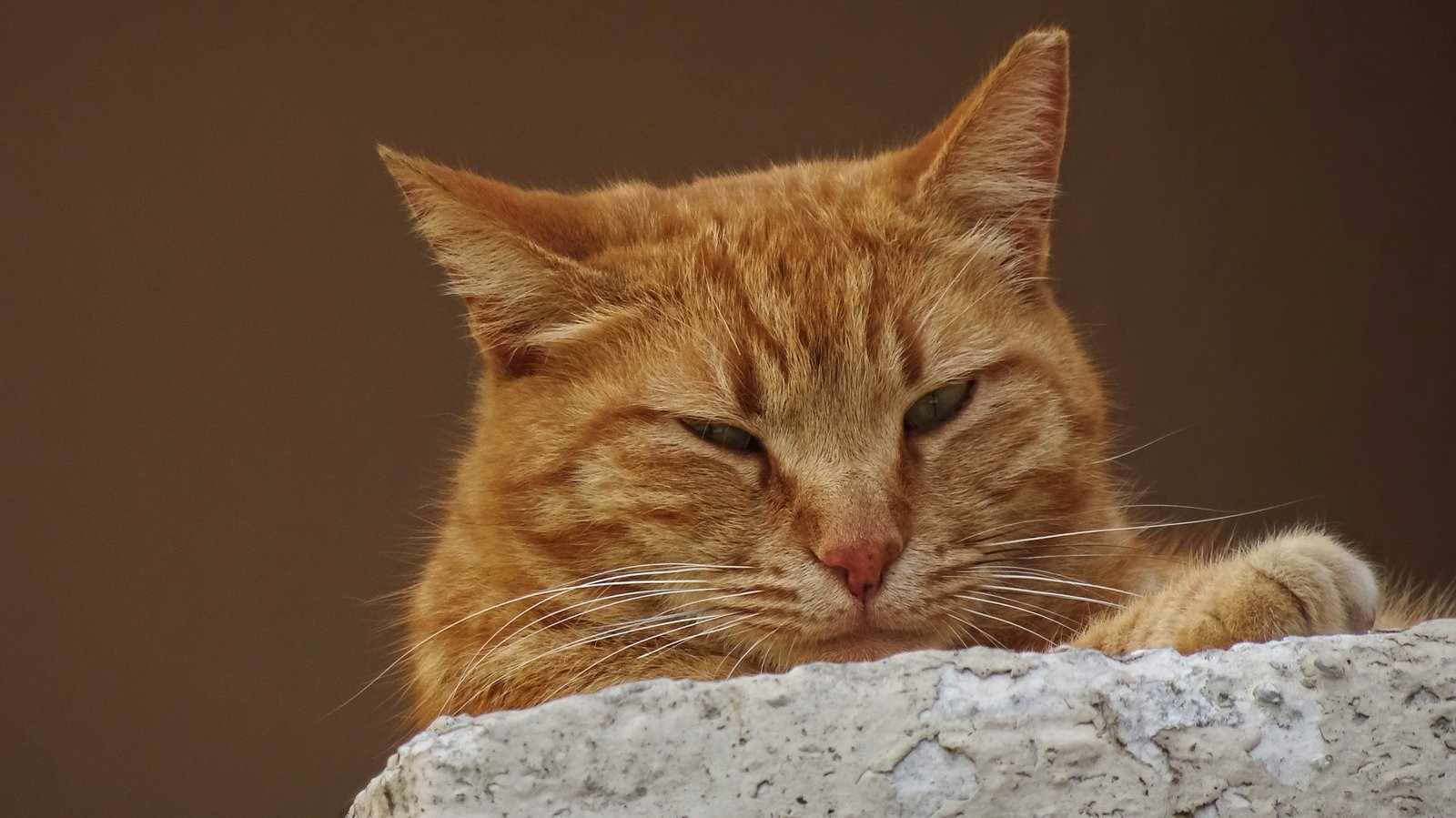 Signs Your Cat Feels Safe With You (image credits: wikimedia)