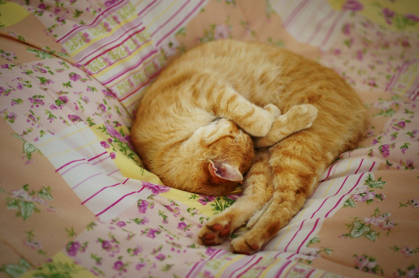 What to Avoid: Common Mistakes With Emotional Cats (image credits: wikimedia)
