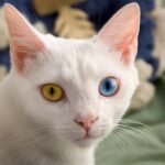 Do Cats Form Memories Around Your Scent?