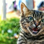Adorable close-up of a vocal tabby cat with bright eyes, surrounded by a blurred outdoor background.