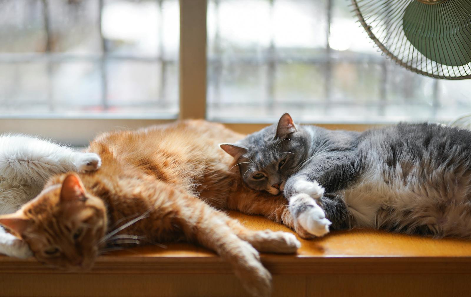 Three adorable domestic cats relaxing by a sunny window indoors, enjoying a lazy day.