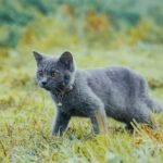 A gray cat with a bell on its collar prowling through a vibrant meadow, appearing focused and alert.
