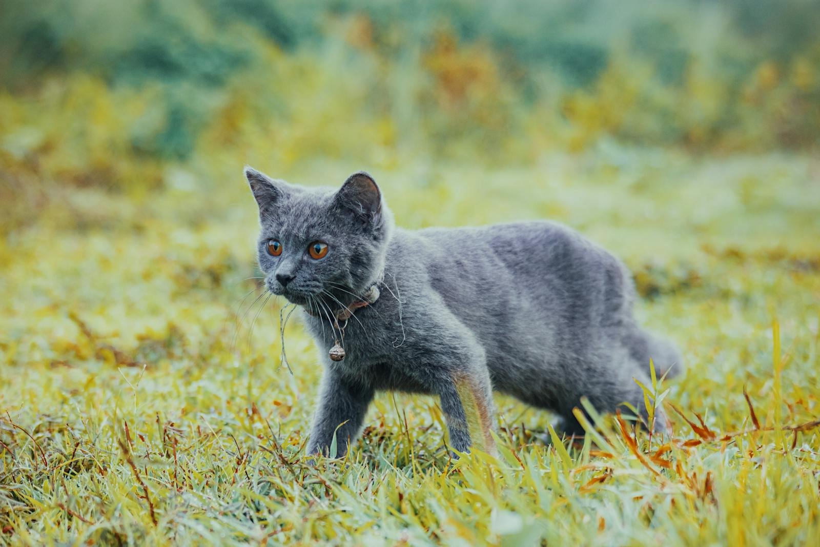 A gray cat with a bell on its collar prowling through a vibrant meadow, appearing focused and alert.