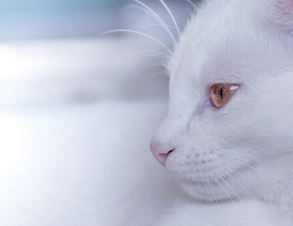 A serene white cat with striking amber eyes captured in close-up against a soft background.
