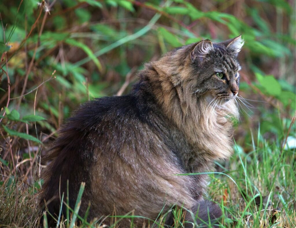 Portrait of a Maine Coon cat sitting in a green forest, capturing its majestic fur and attentive gaze.