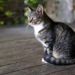 Portrait of a tabby cat sitting on an outdoor wooden porch, gazing into the distance.