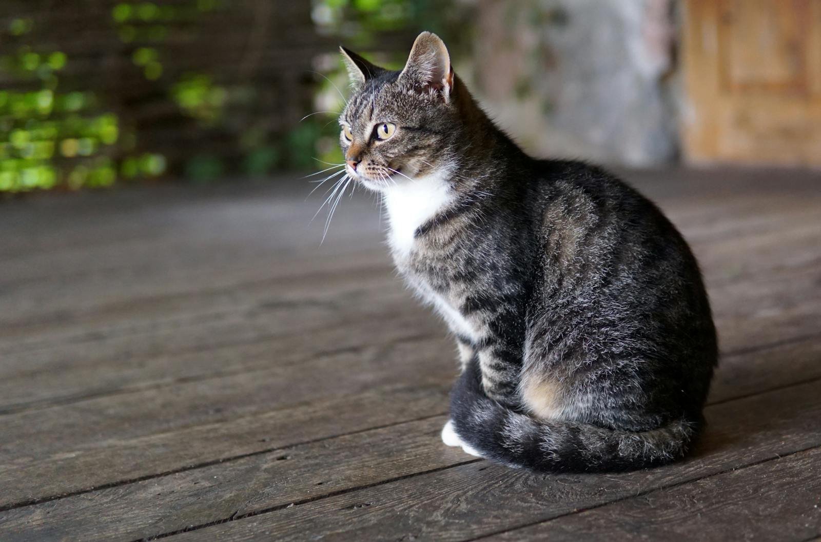 Portrait of a tabby cat sitting on an outdoor wooden porch, gazing into the distance.
