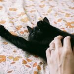Black kitten enjoys a gentle petting on a colorful floral blanket, capturing a moment of warmth and affection.