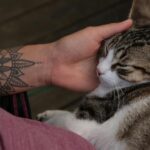 A serene moment of a cat cuddling in a tattooed arm, embodying love and tranquility.