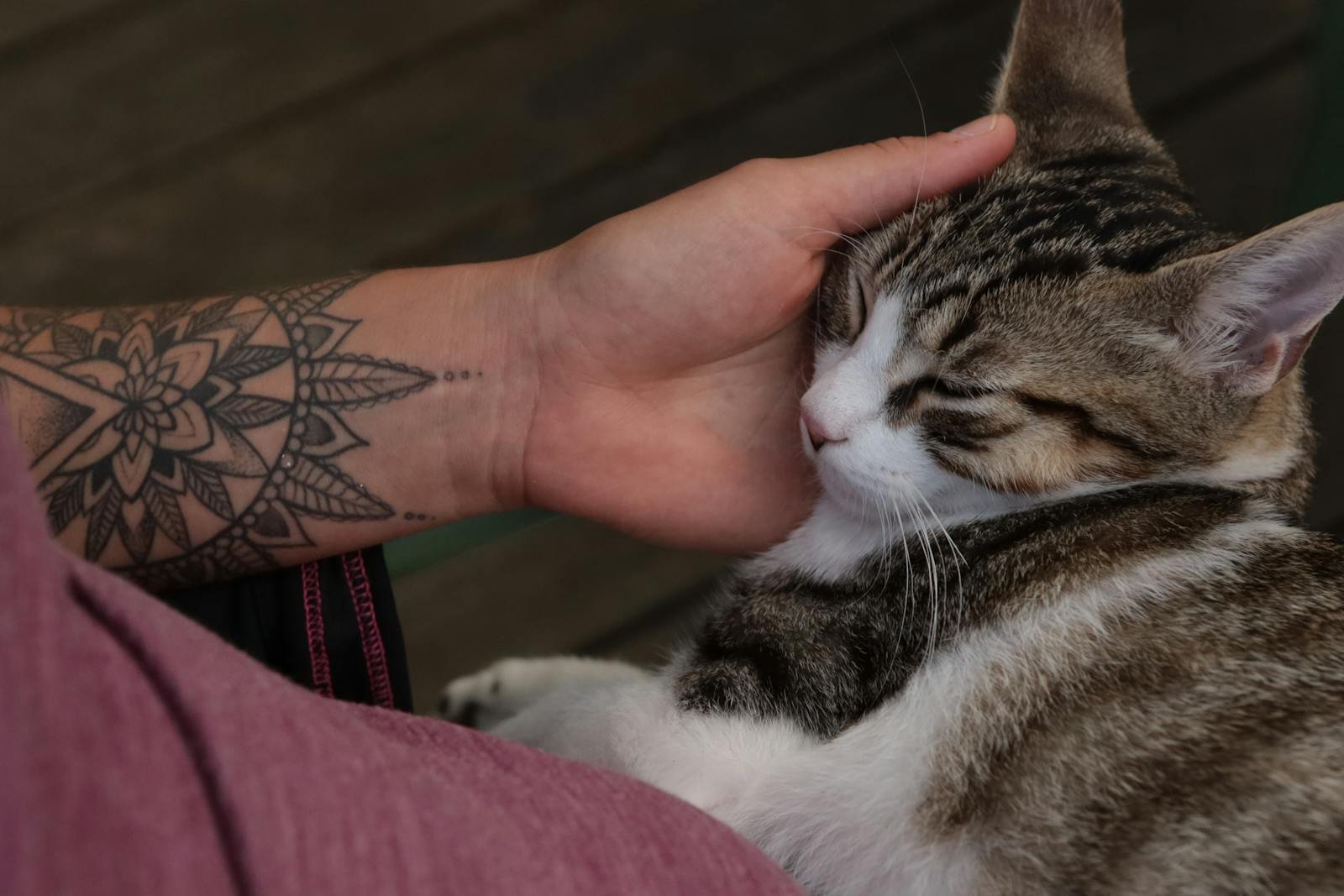 A serene moment of a cat cuddling in a tattooed arm, embodying love and tranquility.