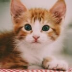 Close-up of a cute ginger and white kitten with striking eyes and fluffy fur.