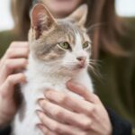 A cozy portrait of a tabby cat being lovingly held indoors by its owner.