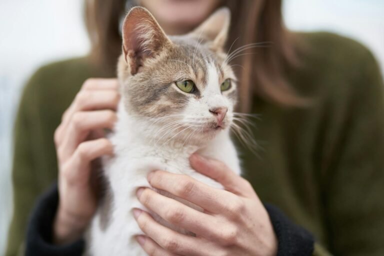 A cozy portrait of a tabby cat being lovingly held indoors by its owner.