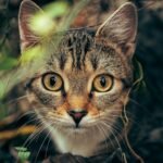 A curious tabby cat with striking eyes peering through foliage. Perfect for animal lovers.