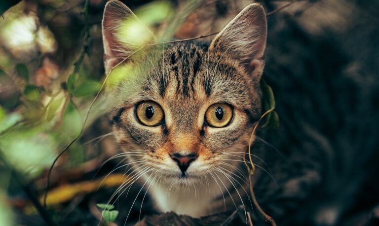 A curious tabby cat with striking eyes peering through foliage. Perfect for animal lovers.