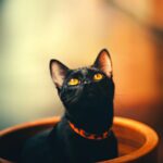 Close-up of a black cat with vibrant orange eyes sitting in a pot, looking upwards.