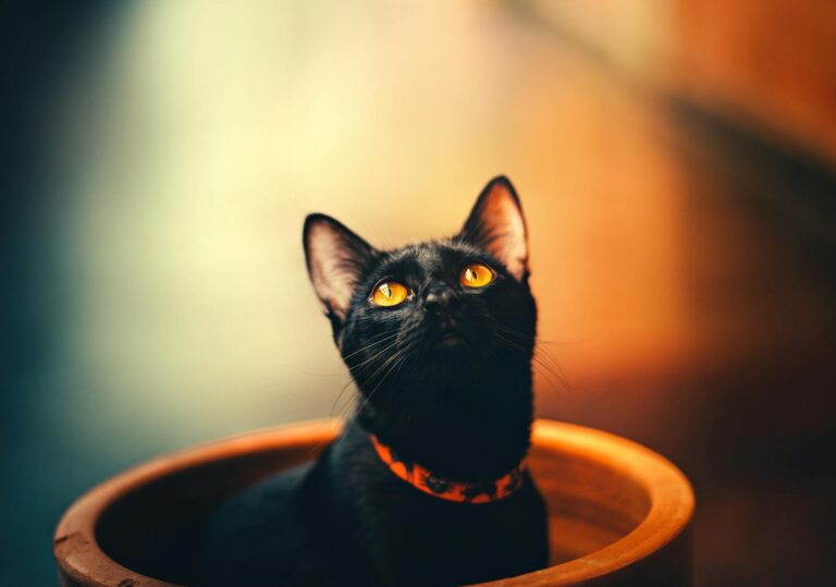 Close-up of a black cat with vibrant orange eyes sitting in a pot, looking upwards.