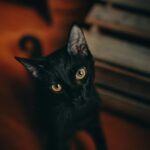 A captivating portrait of a black cat with striking yellow eyes, showcasing its curious gaze in a cozy indoor setting.