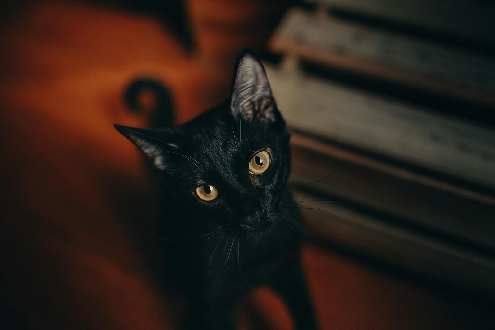 A captivating portrait of a black cat with striking yellow eyes, showcasing its curious gaze in a cozy indoor setting.