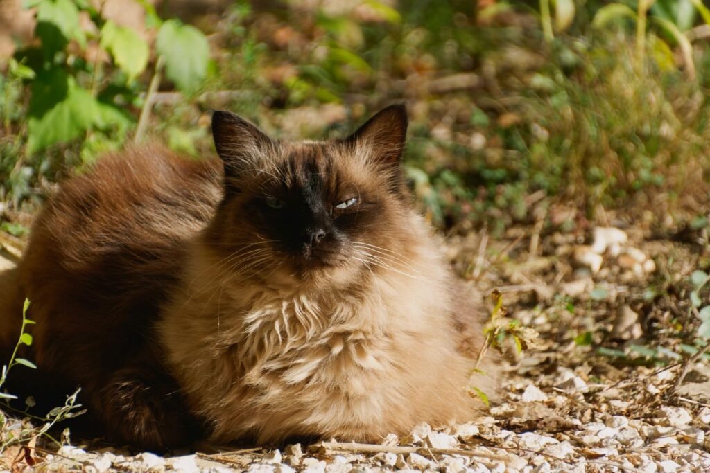 A fluffy Balinese cat enjoying a sunny day outdoors, surrounded by nature.