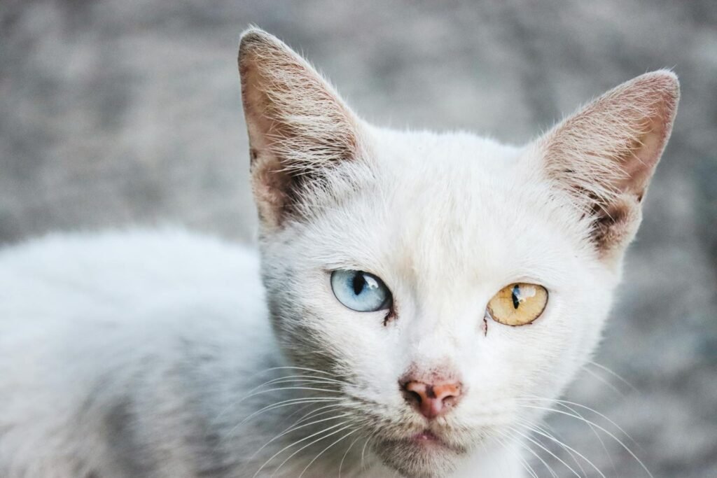 A close-up portrait of a white cat showcasing vibrant heterochromia eyes, one blue and one amber.